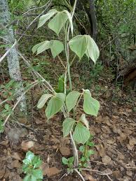 Image result for Dioscorea dregeana