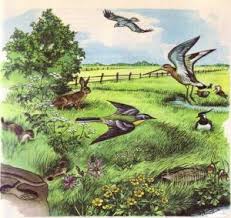 Delta dunarii biotop si biocenoza. Concepte Si Terminologie Ecologica