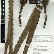Image result for Eriochloa procera