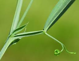 Image result for Lathyrus hirsutus