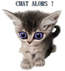 Résultat de recherche d'images pour "gif chat vite"