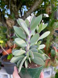Image result for Senecio propior