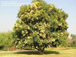 Image result for Nuxia floribunda