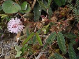Image result for Adenopodia schlechteri