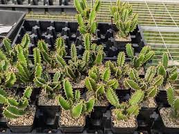 Image result for Euphorbia mlanjeana