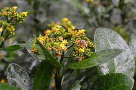 Image result for Psychotria succulenta