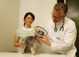 See examples of veterinary assistant job descriptions and other tips to attract great candidates. Bureau Of Labor Statistics