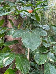 Image result for Polyscias guilfoylei