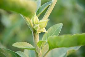 Send thanks to the doctor. Get To Know 4 Of Our Favorite Adaptogens Herb Pharm