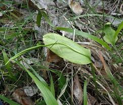 Image result for Ophioglossum costatum