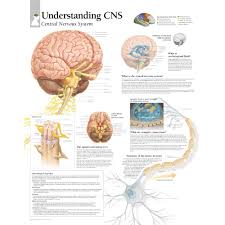 Understanding Cns Central Nervous System Chart