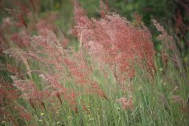 Image result for Melinis longiseta