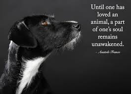 Vegan, free quote pictures for facebook, twitter, linkedin, reddit, pinterest and other social networks. Until One Has Loved An Animal A Part Of One S Soul Remains Unawakened Anatole France Friends In Love Petco Smiling Dogs