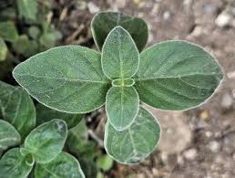 Image result for Dicliptera