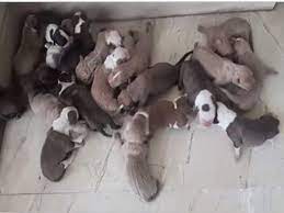 We did not find results for: American Pitbull Delivers 21 Puppies In Bengaluru Bengaluru News Times Of India