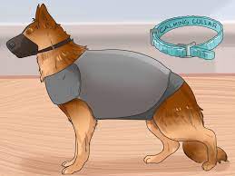 For most dogs, the reason behind their aggression will be fear. How To Groom A Dog That Bites 12 Steps With Pictures Wikihow