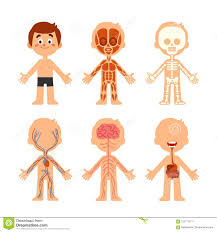 Cartoon Boy Body Anatomy Human Biology Systems Anatomical