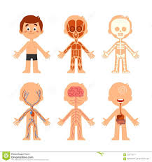 cartoon boy body anatomy human biology systems anatomical