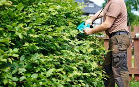 Einmal im jahr hecke schneiden ist ausreichend. Buchenhecke Schneiden Tipps Und Kosten Bauen Und Wohnen In Der Schweiz