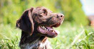 Poisonous Plants For Dogs And Cats Lantana