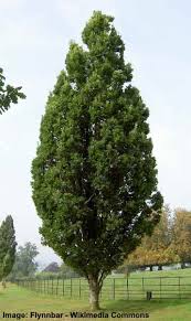 When growing trees and treelike shrubs in a narrow space along a fence, you may be confined to using plants that reach below a specific height due to homeowner association rules or city ordinances. Amazing Columnar Trees The Best Tall Skinny Trees Pictures