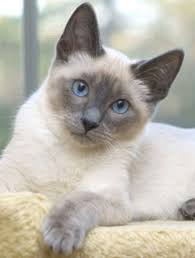 When they're not playing or exploring, siamese like to sit in people's laps, and often sleep near their owners at night. Pin On Cray Cray For Catz