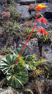 Image result for Behniaceae