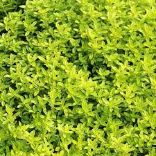 Epingle Sur Frutiers Et Aromatiques Du Jardin