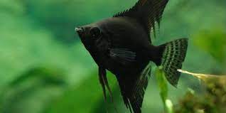 The black lace variation is a silver or zebra angelfish in which extra black genes are present. Different Types Of Freshwater Angelfish The Aquarium Guide Angel Fish Fish Fresh Water Fish Tank