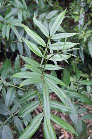 Image result for Zanthoxylum