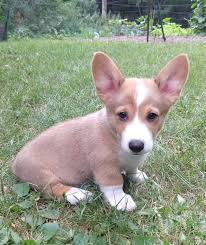 Corgi puppies are one of the popular breeds among rest other breeds. Corgi Puppy Seeking Future Humans Location Rochester Mn Corgi