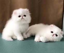 While all kittens will be born cream or white, some balinese cats will stay pure white and never develop the classic pointed coat pattern. 9 Beautiful White Cats And Kittens