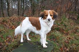Kooikerhondje welpe welpenplanung für 2021 ein kooikerhondje bereichert einem das leben. Kooikerhondje Vom Stormsteich Kooikerhondje Welpen Vom Zuchter Aus Deutschland