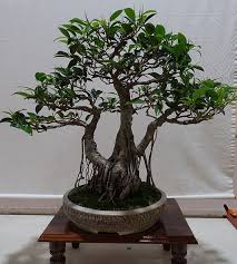 Image result for Ficus obliqua