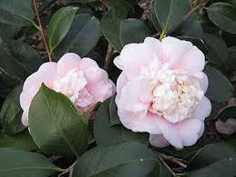 Camellia Japonica C M Wilson Camellia Japonica Pink Sports