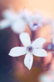 Image result for Pentanisia prunelloides