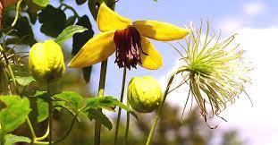 Sie dürfen in keinem garten fehlen. Clematis Orientalis Golden Tiara 12 80 Euro Info U Bildbeispiele