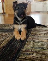 Vet checked, first shots, microchipped companion puppies and working dogs. German Shepherd Dog Puppy For Sale In Cokato Mn Adn 56028 On Puppyfinder Com Gender Female Age 8 Weeks Old German Shepherd Dogs Dogs And Puppies Dog Brain