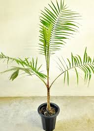ヤシ類一覧 観葉植物 販売 Bigup