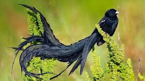 Tropical Black Bird With Large Beak Pin By Rosalie Roach On Belas Aves South African Birds Most Beautiful Birds Rare Birds