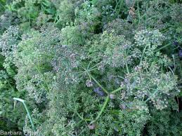 Image result for Berula