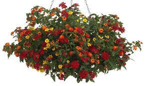 Pin On Hanging Baskets