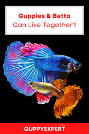 Find many great new & used options and get the best deals for guppy betta plastic plant aquarium landscape decoration 11cm seedlings mold r3s1 at the best online prices at ebay! Can Guppies And Betta Fish Live Together Guppy Fish Breeding Betta Fish Betta Fish