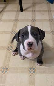 Black And White Pitbull Dog Price Pin By Vip Puppies Animals Dogs On Puppies For Sale In 2020 Pitbull Puppies For Adoption Puppies For Sale Puppy Adoption