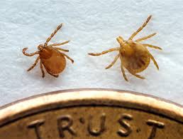 A tick is uniquely suited to carry and spread lyme disease. Asia S Longhorned Tick Known To Carry Dangerous Pathogens Takes First Documented U S Bite Goats And Soda Npr