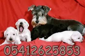Beyaz Miniature Schnauzer Yavru Kopek Evcil Hayvanlar Minyaturler