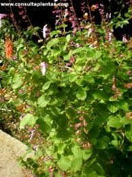 Image result for Ocimum labiatum