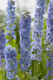 Maybe you would like to learn more about one of these? Pied D Alouette Pacif Guineve Jardiland