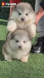 Pin By Irmak Ya Lda Z On Cute Animals Video In 2020 Super Cute Dogs Super Cute Puppies Cute Baby Animals