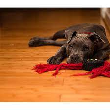 Que Hacer Cuando Tu Perro Vomita Bilis Wuf El Comercio Peru